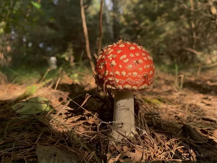 Amanita muscaria mikrodawkowanie