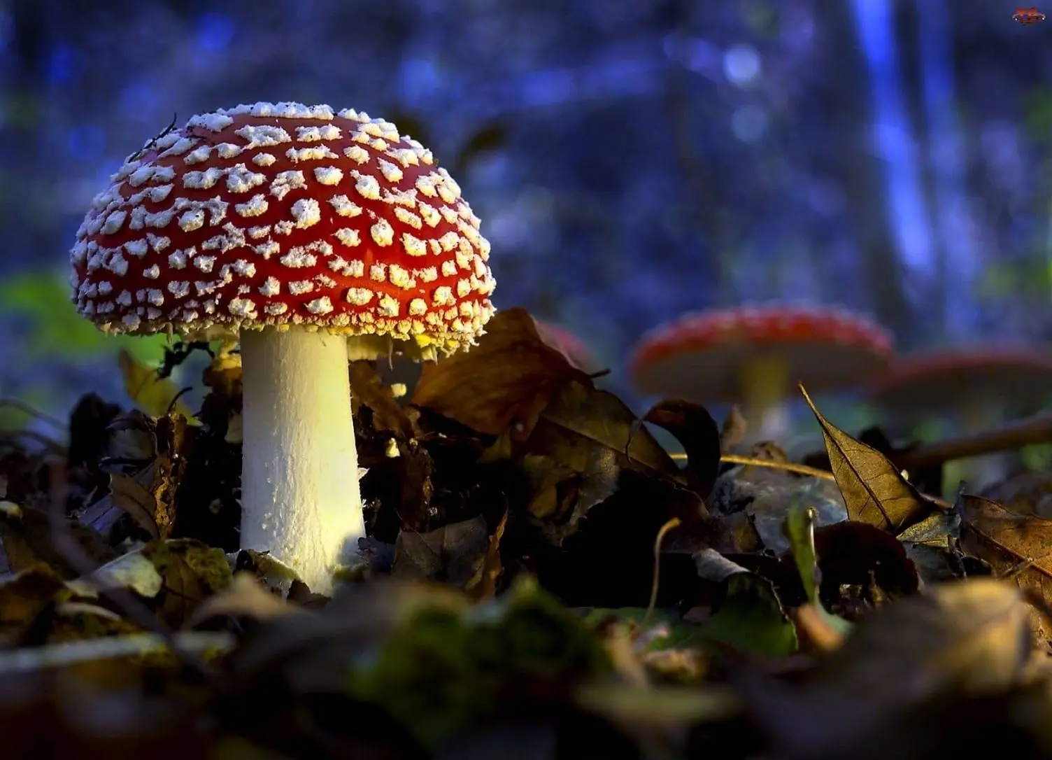 Amanita muscaria sklep