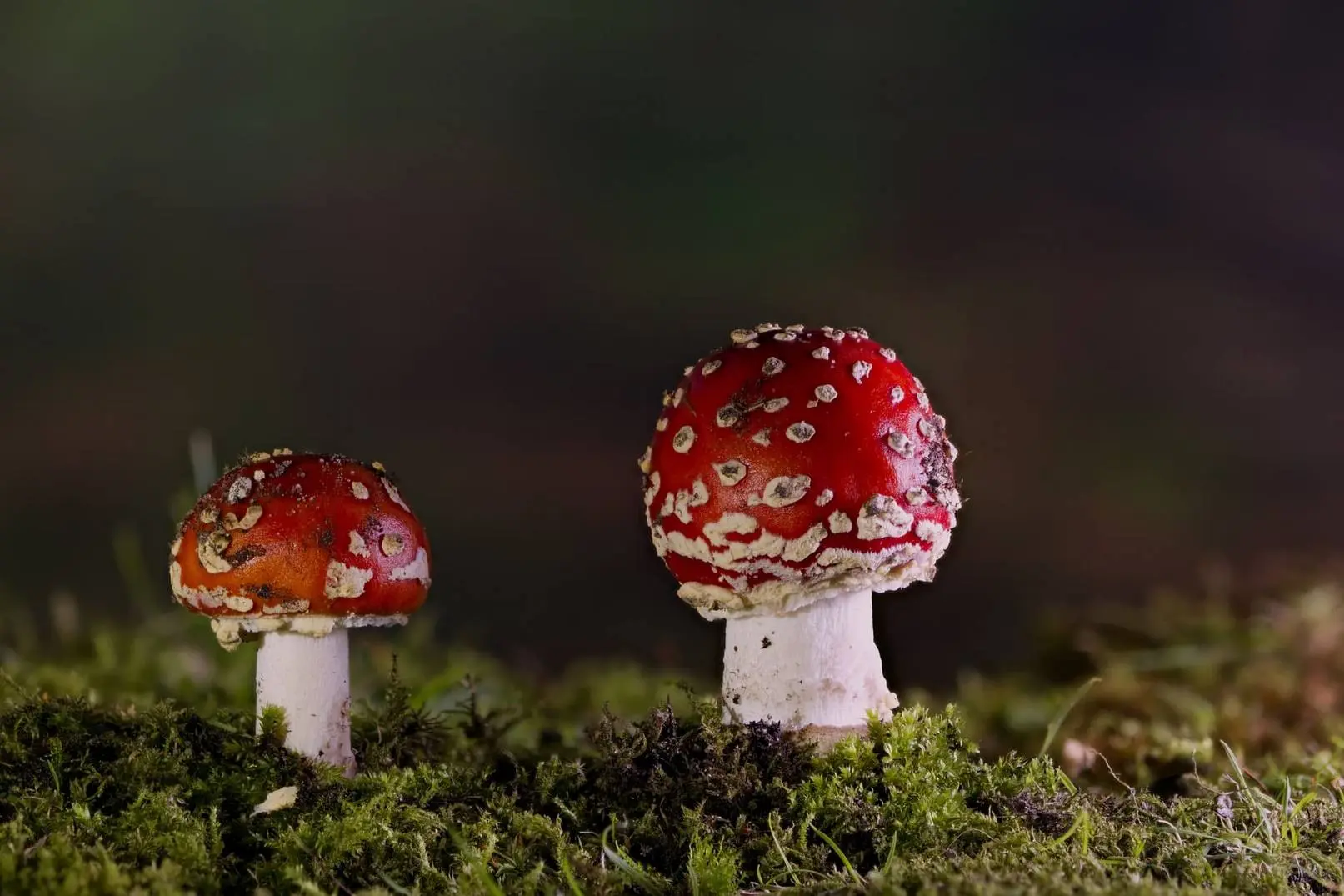 amanita muscaria mikrodawkowanie 